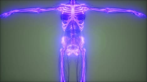 Transparenter-Menschlicher-Körper-Mit-Sichtbaren-Knochen